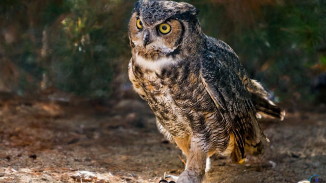 Large owl dirt field forest #2 free wallpaper - medium preview image