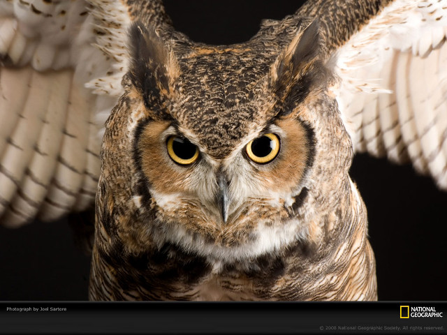 Large owl yellow eyes wings free wallpaper - medium preview image