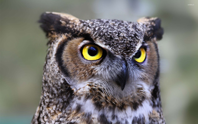 Owl yellow eyes blurry background free wallpaper - medium preview image