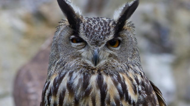 Owl closeup blurry background trees free wallpaper - medium preview image