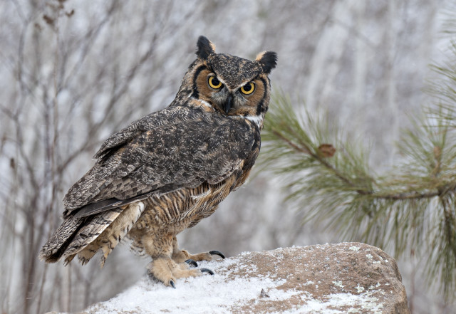 Large owl rock snow pine free wallpaper - medium preview image