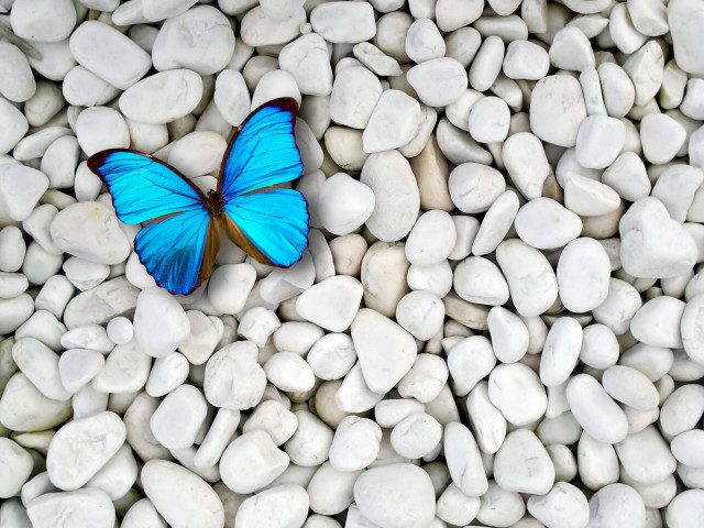 Blue butterfly white rocks brown free wallpaper - medium preview image
