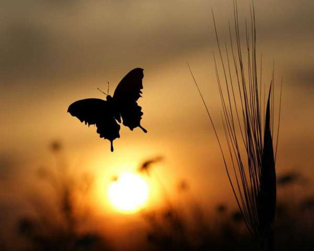 Butterfly flying field sunset silhouette free wallpaper - medium preview image