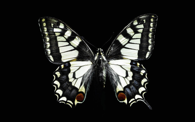 Butterfly black white red spot free wallpaper - medium preview image