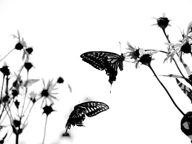 Butterflies flying over flower white free wallpaper - medium preview image