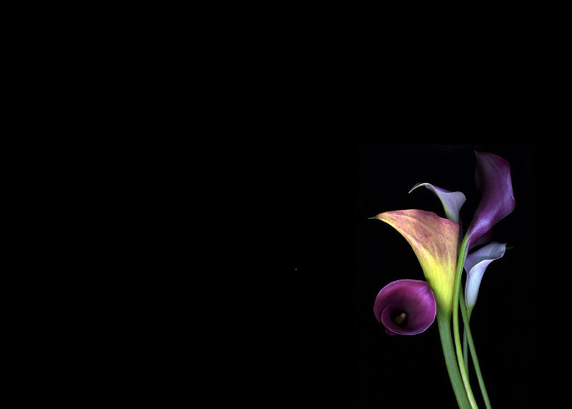 Vase flower tabletop black background free wallpaper - medium preview image