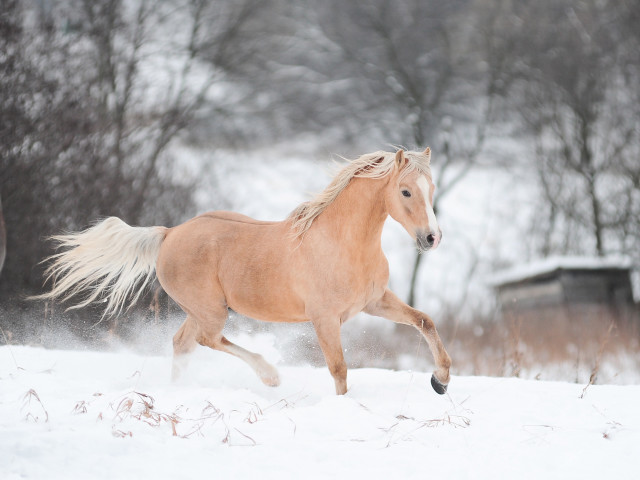 Horse running snow field trees free wallpaper - medium preview image