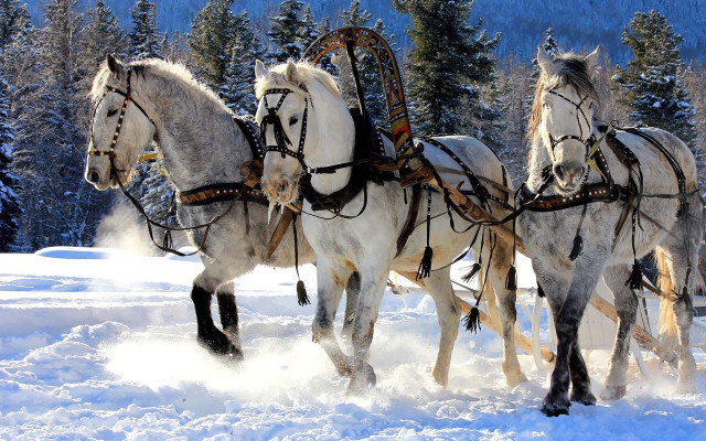 Horses sleigh snow forest trees free wallpaper - medium preview image