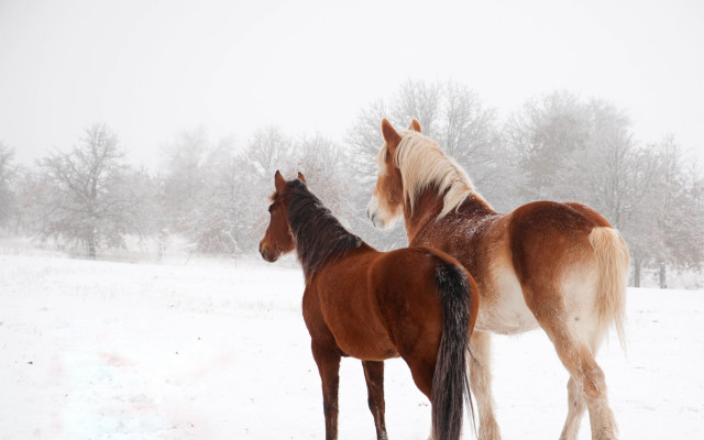 Horses snowy field trees looking free wallpaper - medium preview image