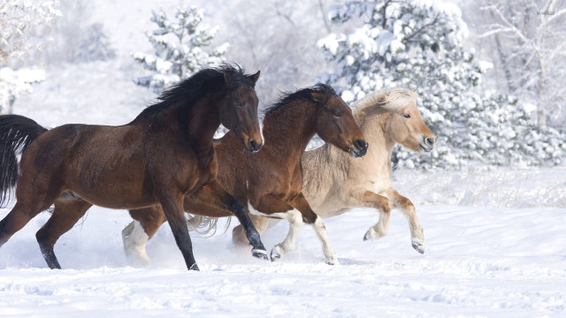 Three horses running snow field free wallpaper - medium preview image
