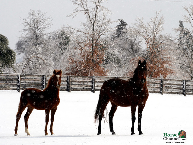 Horses snowy field trees fence free wallpaper - medium preview image