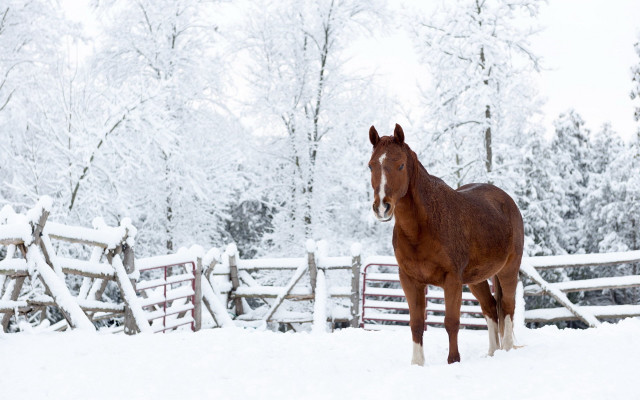 Horse snow fence trees branches free wallpaper - medium preview image