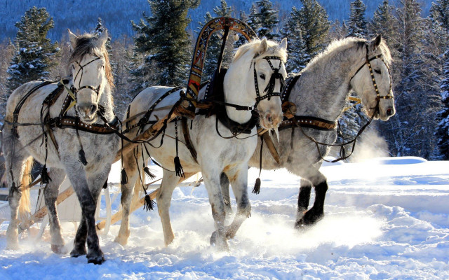 Horses sleigh snow forest trees #2 free wallpaper - medium preview image