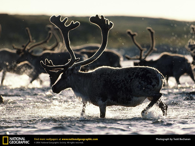 Deer herd crossing river forest free wallpaper - medium preview image