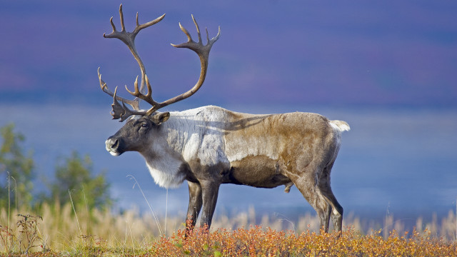 Reindeer grass field lake trees free wallpaper - medium preview image
