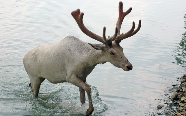 White deer antlers wading water free wallpaper - medium preview image