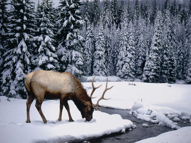 Elk grazing snow stream trees #5 free wallpaper - medium preview image