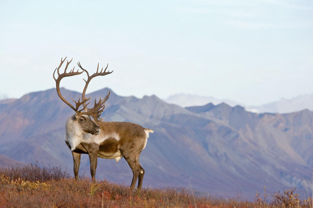 Deer hillside mountains sky grass free wallpaper - medium preview image