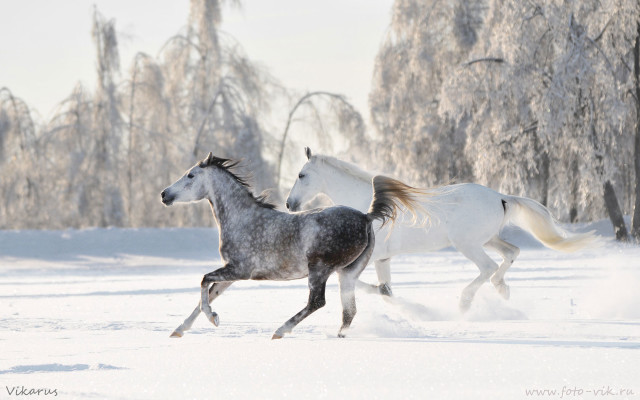 Horses running snow trees background free wallpaper - medium preview image