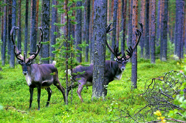 Two deer forest tall trees free wallpaper - medium preview image