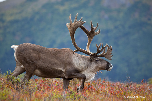 Reindeer antlers field mountains autumn free wallpaper - medium preview image