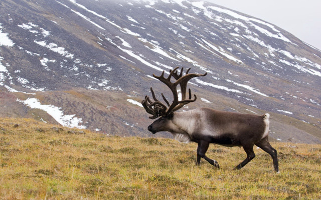 Elk grass field snowy mountains free wallpaper - medium preview image