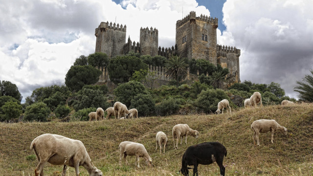 Sheep grazing hillside castle tall free wallpaper - medium preview image