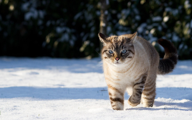 Cat walking snow blurry background free wallpaper - medium preview image