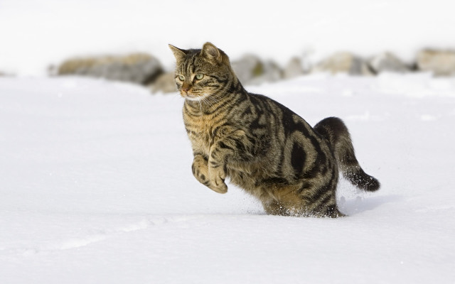 Cat running snow paws back free wallpaper - medium preview image