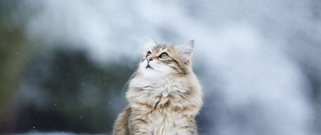 Cat looking up waterfall snow free wallpaper - medium preview image