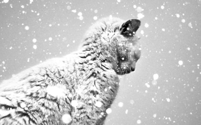 Cat snow looking up sky #2 free wallpaper - medium preview image