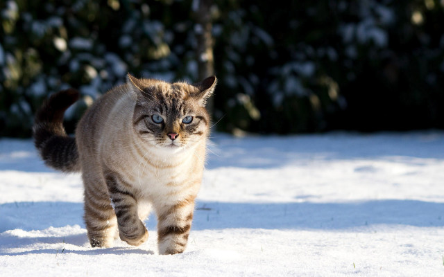 Cat walking snow blurry background #2 free wallpaper - medium preview image