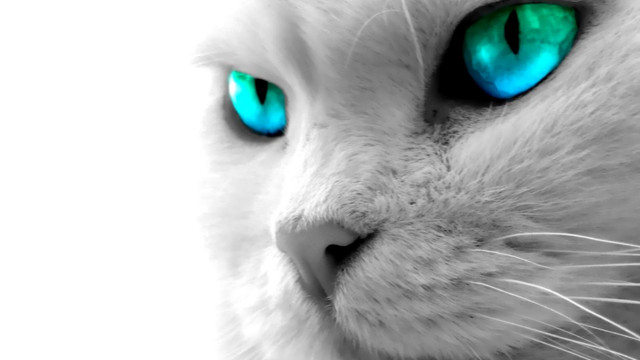 White cat blue eyes black #7 free wallpaper - medium preview image