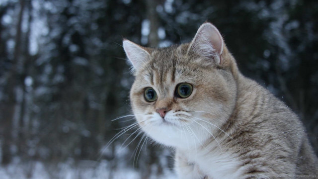 Cat snow serious looking camera free wallpaper - medium preview image