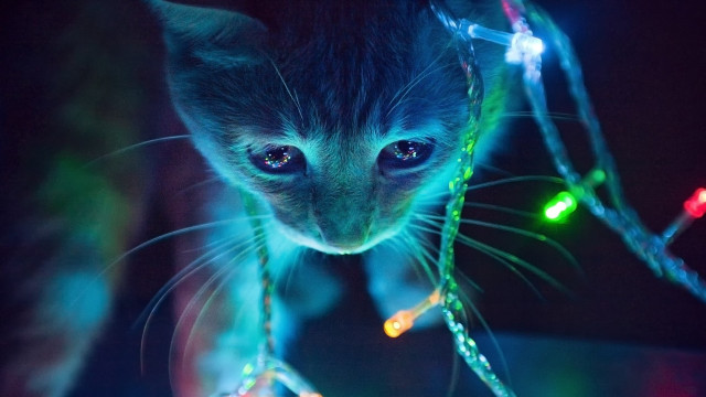 Cat string lights dark glowing free wallpaper - medium preview image