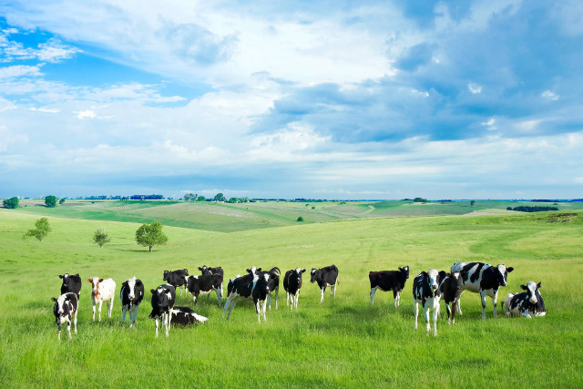 Herd cows lush green field free wallpaper - medium preview image