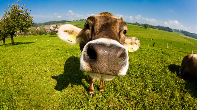 Cow field sky house distant free wallpaper - medium preview image