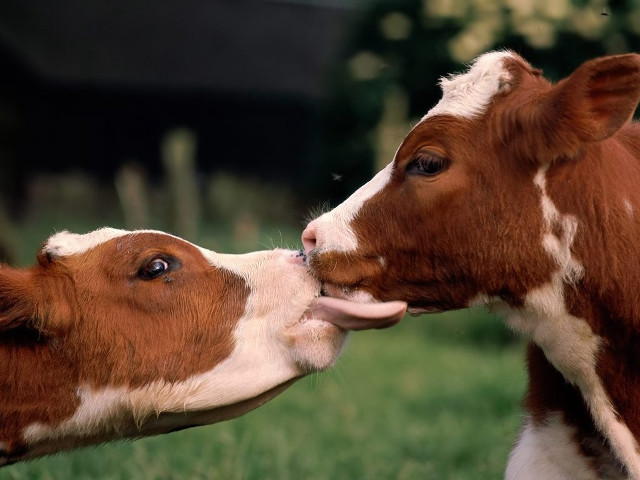 Cow licking nose field barn free wallpaper - medium preview image