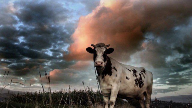 Cow standing field cloudy sky free wallpaper - medium preview image
