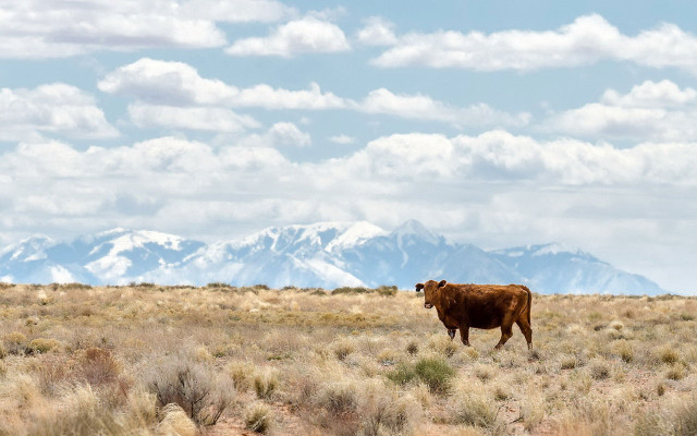 Cow standing field mountains background free wallpaper - medium preview image