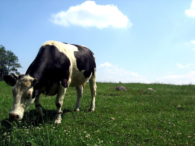 Cow standing field grass flowers free wallpaper - medium preview image