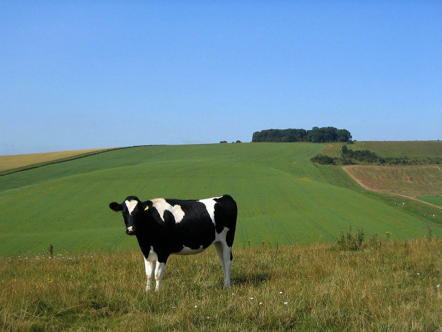 Cow standing field grass hill free wallpaper - medium preview image