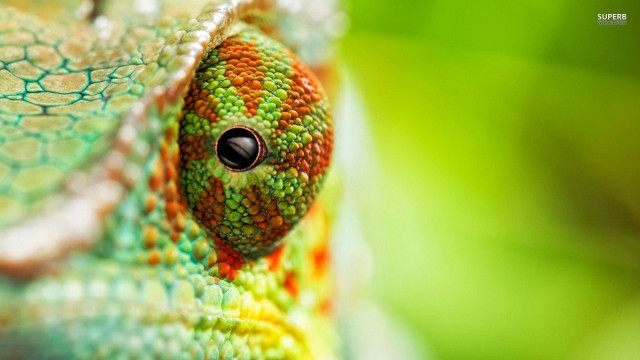 Colorful lizard eye head macro free wallpaper - medium preview image