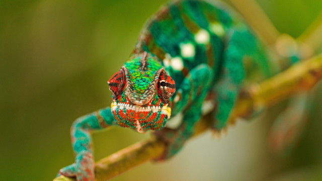 Green chameleon sitting branch mouth free wallpaper - medium preview image
