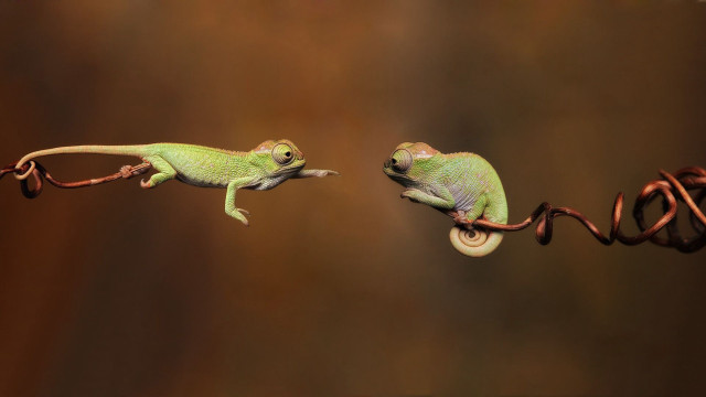 Two small lizards climbing wire free wallpaper - medium preview image