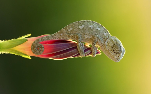 Chameleon flower green background macro free wallpaper - medium preview image