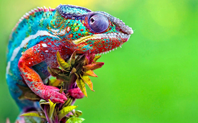 Colorful chameleon branch leaves mouth #2 free wallpaper - medium preview image
