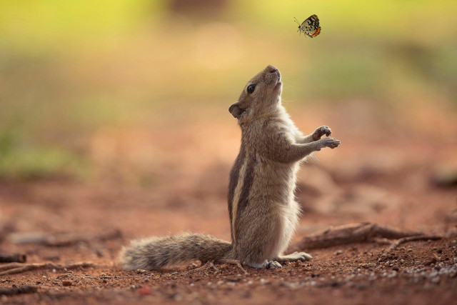 Squirrel reaching butterfly flying overhead free wallpaper - medium preview image