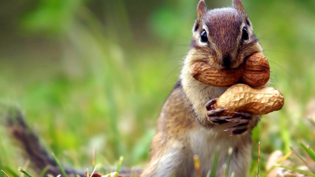 Squirrel eating nut grass award free wallpaper - medium preview image