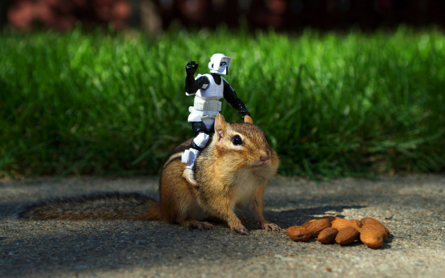 Squirrel robot toy man sitting free wallpaper - medium preview image